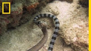 Watch Sea Snake Swallows Eel Whole  National Geographic [upl. by Aelhsa]