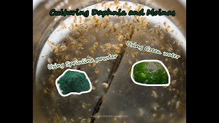 How To Culture Daphnia and Moinas using Green Water Spirulina powder [upl. by Urquhart]