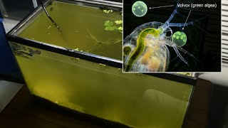 Raising Daphnia for the Freshwater Aquarium [upl. by Ahsiena]