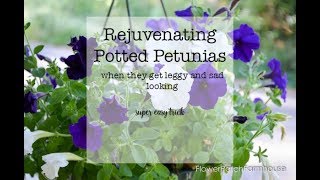 How to Prune Petunias when they get leggy [upl. by Carrie]