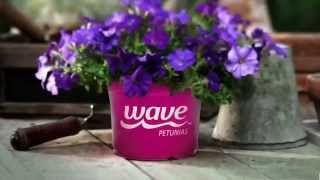 Wave Petunias  Whats the secret [upl. by Porty]