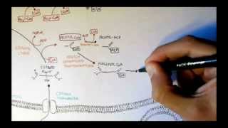 Human Metabolism Map V  Fatty Acid Synthesis [upl. by Silloh999]