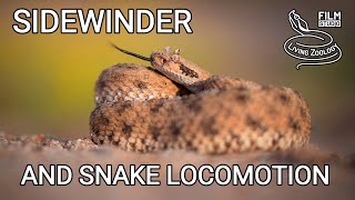 Venomous Sidewinder rattlesnake sidewinding and other types of snake movement snakes of the world [upl. by Doy]