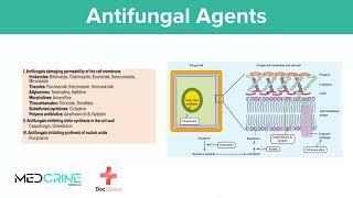 Antifungal Drugs pharmacology simplified [upl. by Ativ584]