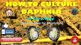 HOW TO CULTURE DAPHNIA In Easy Way [upl. by Aistek]