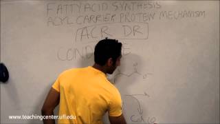 Fatty Acid Synthesis [upl. by Waechter]