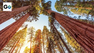 Sequoia amp Kings Canyon National Parks [upl. by Inatsed17]