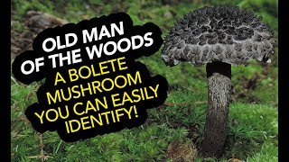 Old Man Of The Woods — An Edible Bolete Mushroom You Can Easily Identify [upl. by Zeba]