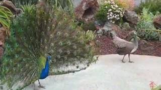 Peacock and Peahen Display [upl. by Sadella]