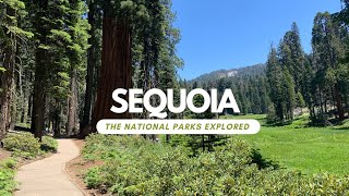 Sequoia  The National Parks Explored [upl. by Nations]